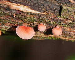 Mycena roseoflava