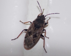 Sphragisticus nebulosus