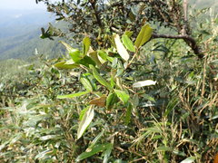 Elaeagnaceae