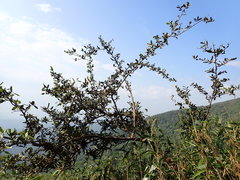 Elaeagnaceae