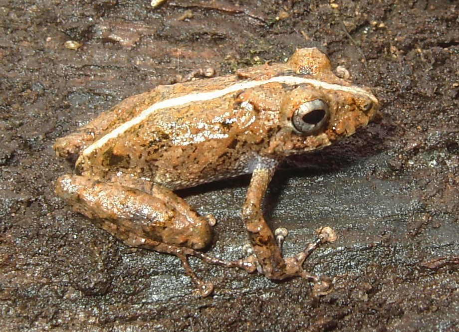 Orange-Groined Rain Frog