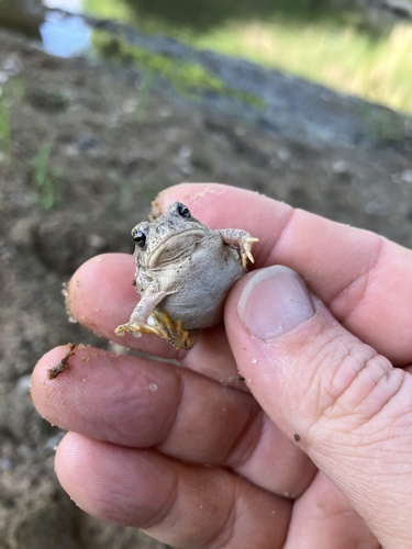 Woodhouse's Toad