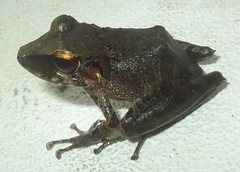 Pristimantis lanthanites