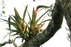 Aechmea setigera