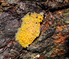 Phlebia subceracea