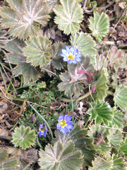 Gentiana sedifolia