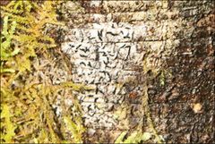 Halegrapha mucronata