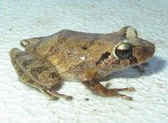 Pristimantis martiae
