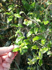 Elaeagnaceae