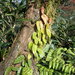 Ficus sarmentosa nipponica - Photo (c) 眼子菜, μερικά δικαιώματα διατηρούνται (CC BY-NC), uploaded by 眼子菜