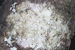 Pertusaria pertractata