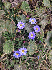 Gentiana sedifolia