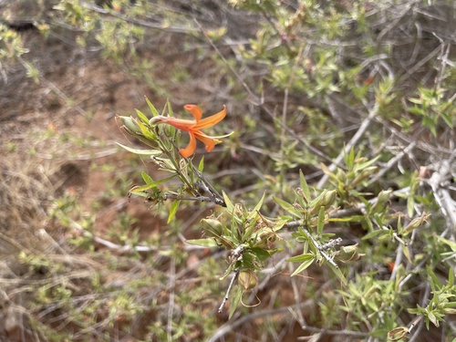 Anisacanthus thurberi, photograph 2