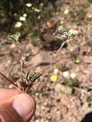 Ipomopsis polycladon