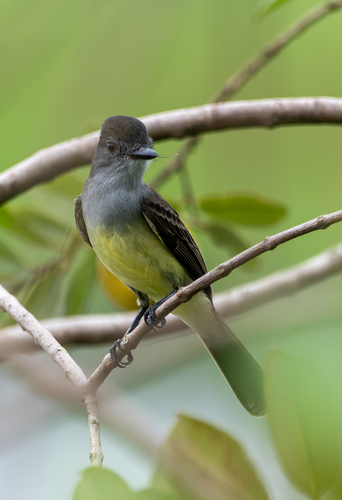 Short-crested Flycatcher (Myiarchus ferox), photo 5