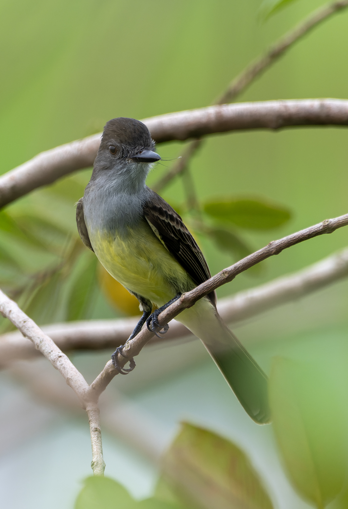 Short-crested Flycatcher (Myiarchus ferox), photo 8