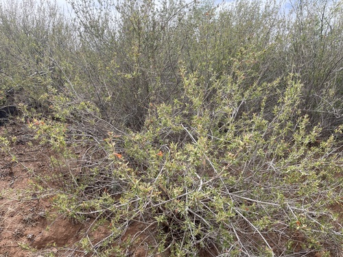 Anisacanthus thurberi, photograph 3