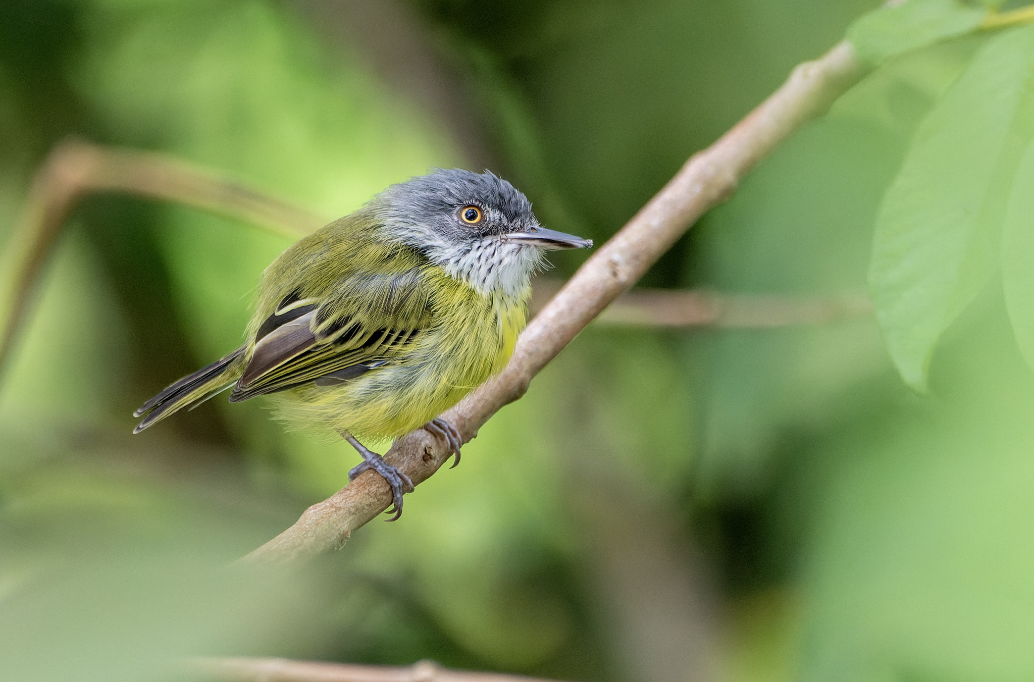 Spotted Tody-Flycatcher (Todirostrum maculatum), photo 5