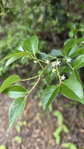 Pentaphylax euryoides observed 2026-06-02