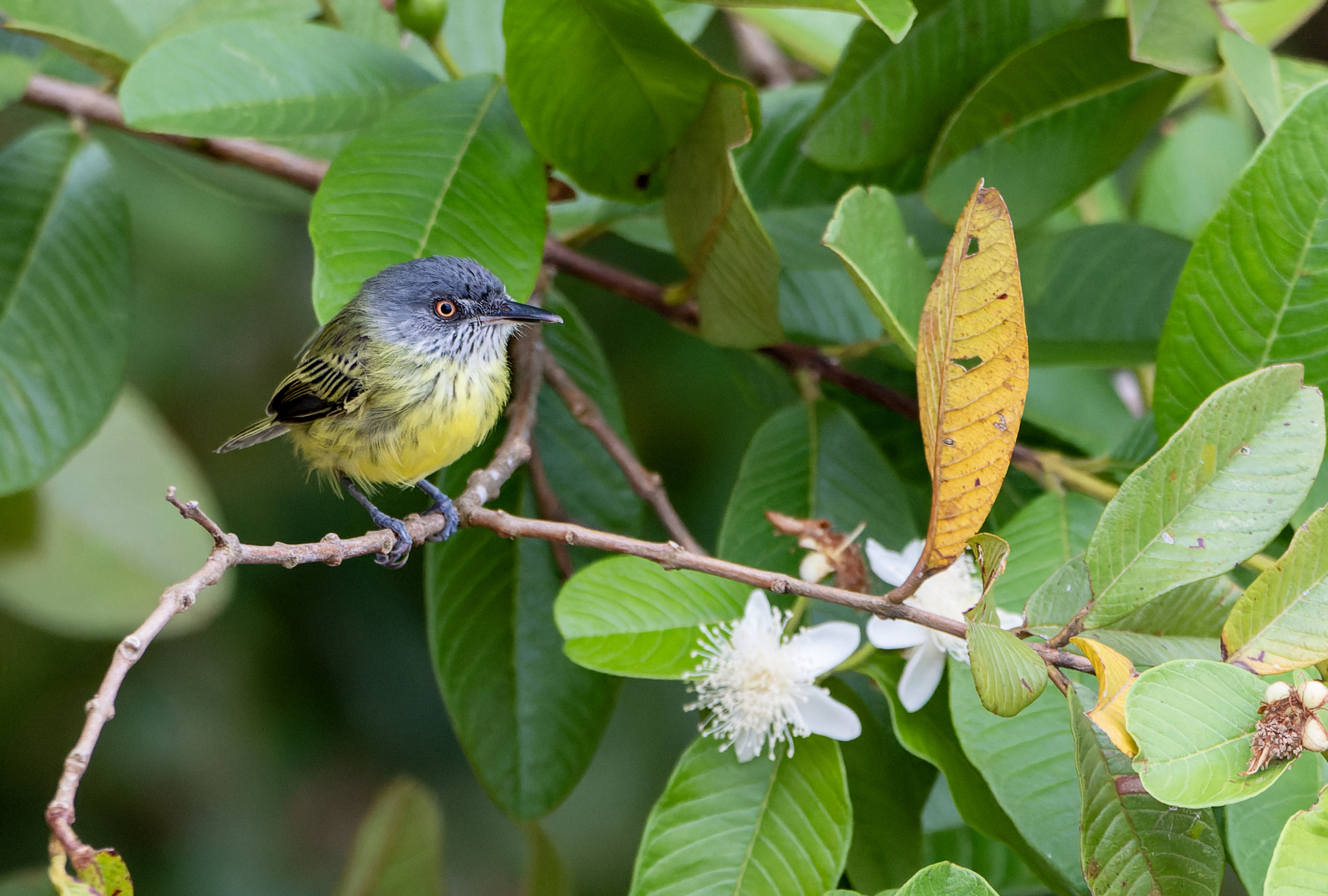 Spotted Tody-Flycatcher (Todirostrum maculatum), photo 4