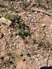 Ipomopsis polycladon