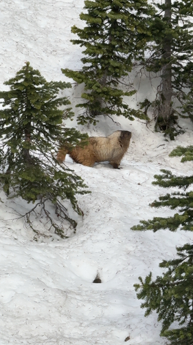 Hoary Marmot observed by schackec