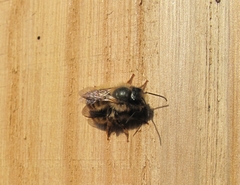 Osmia