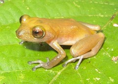 Pristimantis waoranii