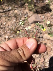 Ipomopsis polycladon