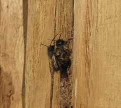 Osmia