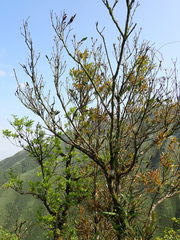 Quercus sessilifolia