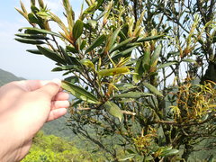 Quercus sessilifolia