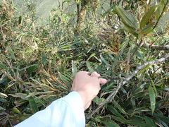 Quercus sessilifolia