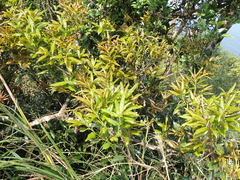 Quercus sessilifolia