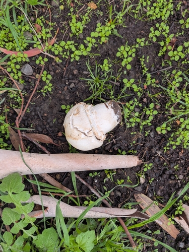 Field Mushrooms and Allies