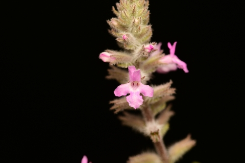 Aloysia macrostachya, photograph 4