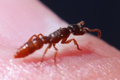 Stigmatomma pallipes