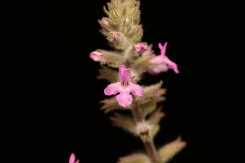 Aloysia macrostachya, photograph 5