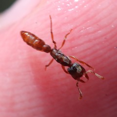 Stigmatomma pallipes