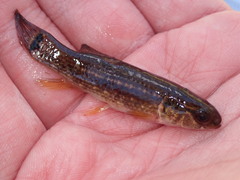 Umbra pygmaea