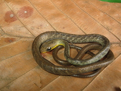 Chironius fuscus