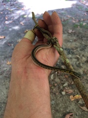 Erythrolamprus melanotus