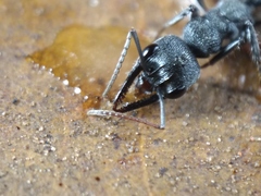 Myrmecia gilberti