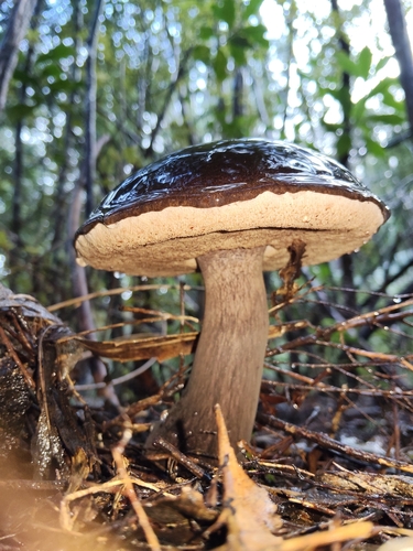 boletes