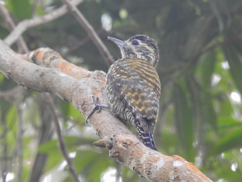 White-spotted Woodpecker