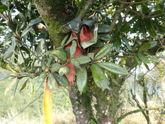 Quercus sessilifolia