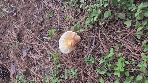 Shelf Fungi
