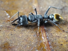 Myrmecia gilberti