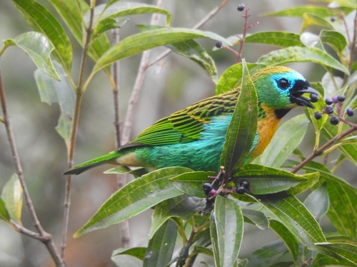 Brassy-breasted Tanager