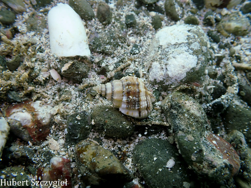 Phrontis nassiformis observed 2024-10-23